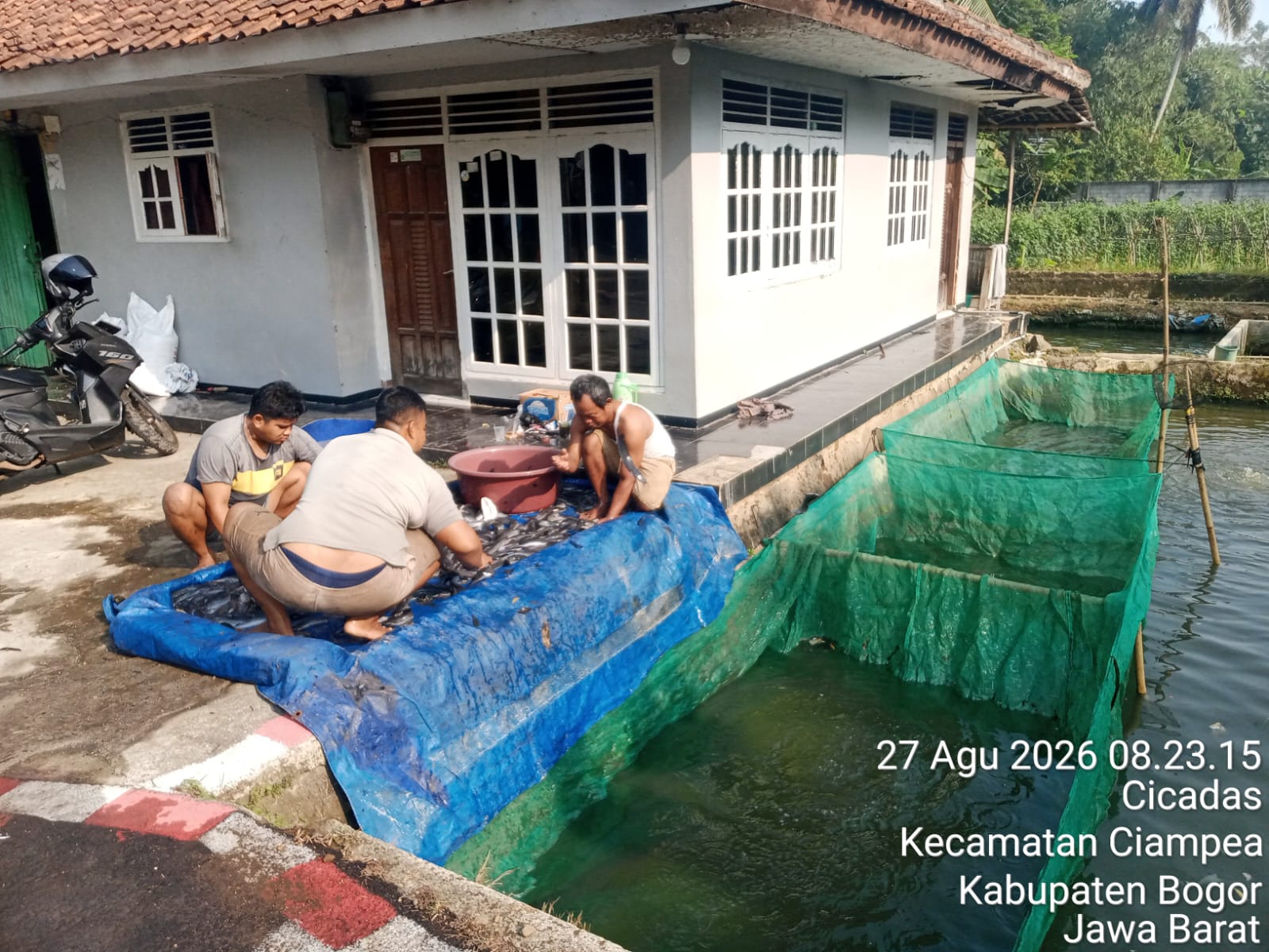 Kolam Lele sisap Panen