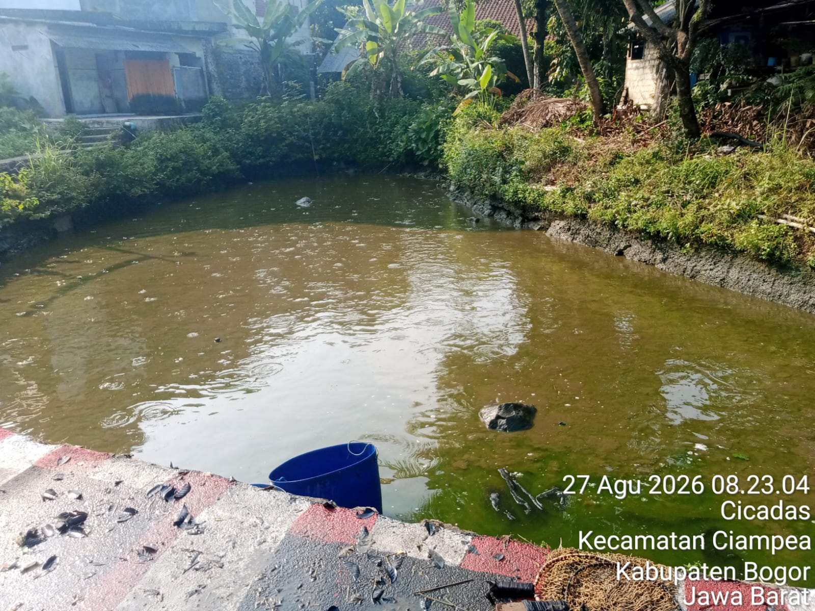 Kolam ikan Nila